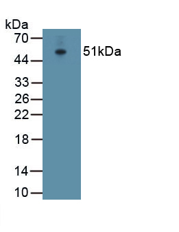 ATPase, Na+/K+ Transporting Alpha 1 Polypeptide (ATP1a1) Rabbit Polyclonal Antibody