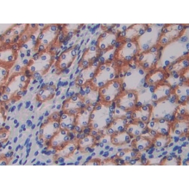 ATPase, Na+/K+ Transporting Beta 1 Polypeptide (ATP1b1) Mouse Polyclonal Antibody