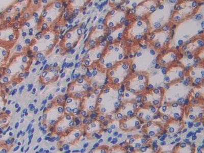 ATPase, Na+/K+ Transporting Beta 1 Polypeptide (ATP1b1) Mouse Polyclonal Antibody