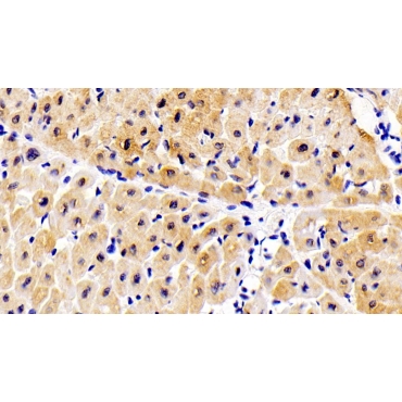 ATPase, Ca++ Transporting, Cardiac Muscle, Slow Twitch 2 (ATP2A2) Human Polyclonal Antibody