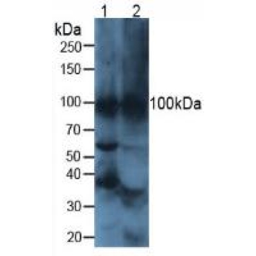 ATPase, H+/K+ Exchanging Alpha Polypeptide (ATP4a) Mouse Polyclonal Antibody
