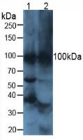 ATPase, H+/K+ Exchanging Alpha Polypeptide (ATP4a) Mouse Polyclonal Antibody