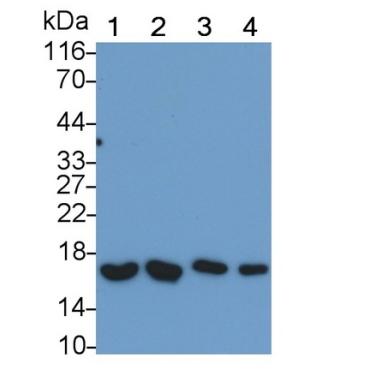 ATPase, H+ Transporting, Mitochondrial F1 Complex Delta Polypeptide (ATP5d) Mouse Polyclonal Antibody