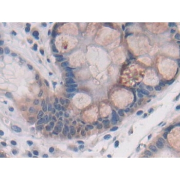 ATPase, H+ Transporting, Lysosomal Accessory Protein 2 (ATP6AP2) Human Polyclonal Antibody