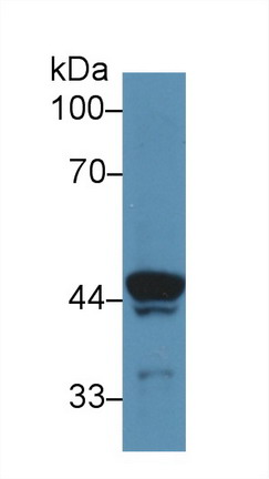 ATPase, H+ Transporting, Lysosomal Accessory Protein 2 (ATP6AP2) Rat Polyclonal Antibody