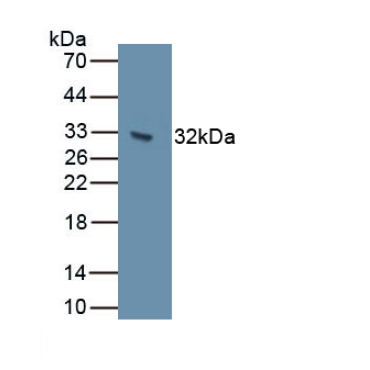 Cadherin 7 (CDH7) Human Polyclonal Antibody