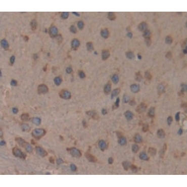 Cadherin EGF LAG Seven Pass G-Type Receptor 2 (CELSR2) Mouse Polyclonal Antibody