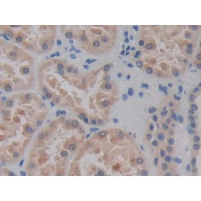 Cadherin EGF LAG Seven Pass G-Type Receptor 3 (CELSR3) Human Polyclonal Antibody
