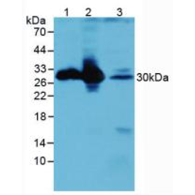 Calbindin (CALB) Mouse Polyclonal Antibody