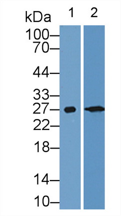 Calbindin (CALB) Rat Polyclonal Antibody