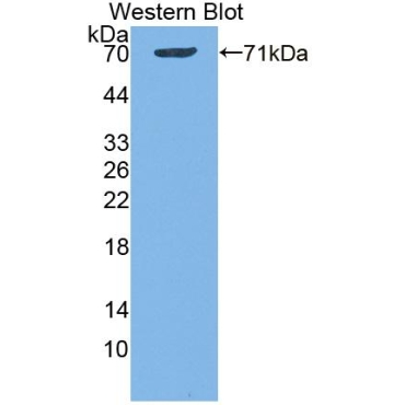 Dipeptidyl Peptidase 9 (DPP9) Mouse Polyclonal Antibody