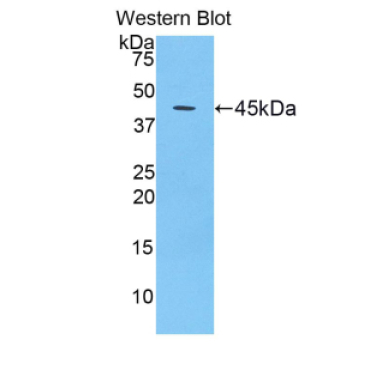 Cerebral Dopamine Neurotrophic Factor (CDNF) Mouse Polyclonal Antibody
