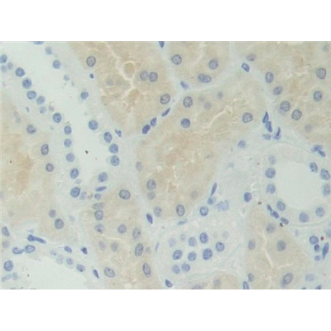 Adenosylhomocysteinase (AHCY) Human Polyclonal Antibody
