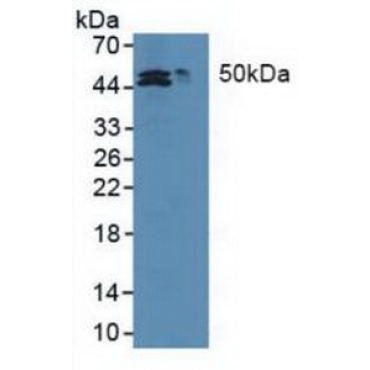 Methionine Adenosyltransferase II Alpha (MAT2a) Human Polyclonal Antibody