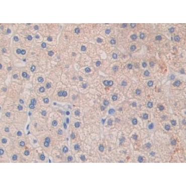 Glycine Dehydrogenase (GLDC) Human Polyclonal Antibody