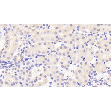 Glycine Dehydrogenase (GLDC) Mouse Polyclonal Antibody