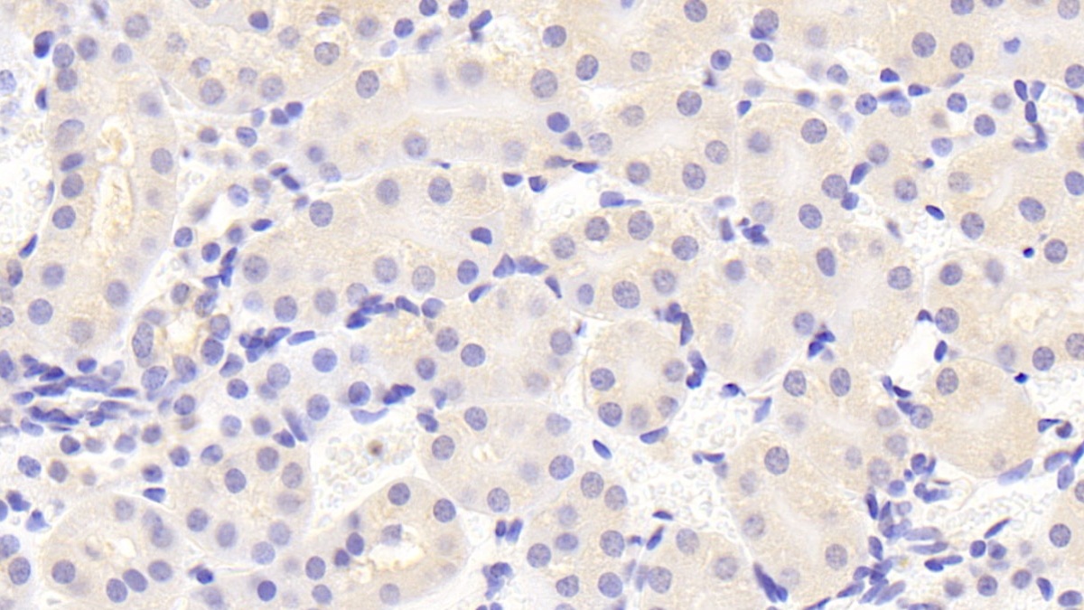 Glycine Dehydrogenase (GLDC) Mouse Polyclonal Antibody