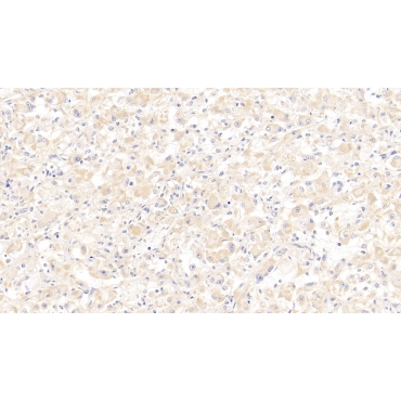 Secretoglobin Family 2A, Member 2 (SCGB2A2) Human Polyclonal Antibody