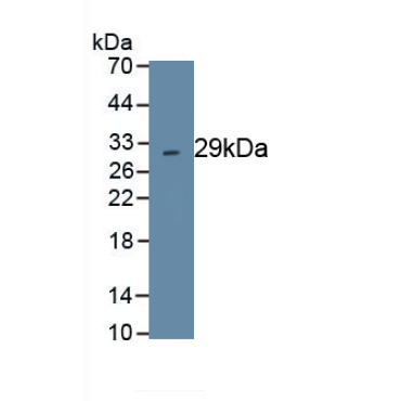 Chymase 1, Mast Cell (CMA1) Human Polyclonal Antibody