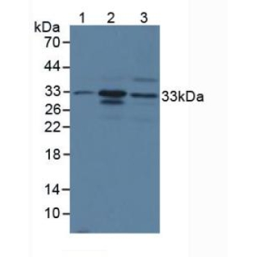 Chymase 1, Mast Cell (CMA1) Mouse Polyclonal Antibody