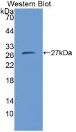 Chymase 1, Mast Cell (CMA1) Rat Polyclonal Antibody