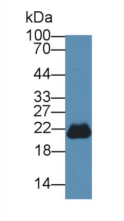 Phosphatidylethanolamine Binding Protein 1 (PEBP1) Mouse Polyclonal Antibody