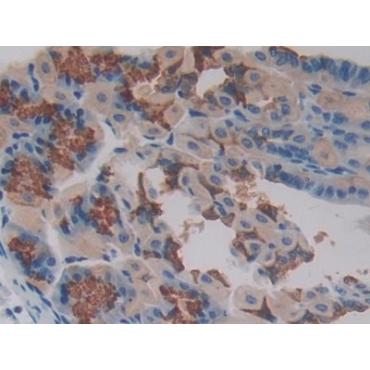 Phosphoprotein Associated With Glycosphingolipid Microdomains 1 (PAG1) Mouse Polyclonal Antibody
