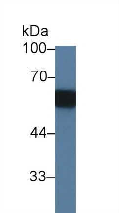 Phosphoprotein Associated With Glycosphingolipid Microdomains 1 (PAG1) Rat Polyclonal Antibody