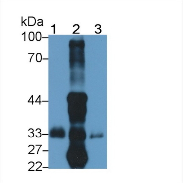 Excitatory Amino Acid Transporter 4 (EAAT4) Human Polyclonal Antibody