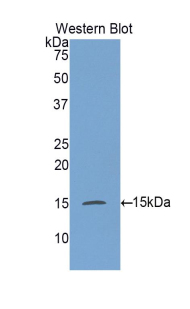 Galactosylceramidase (GALC) Rat Polyclonal Antibody