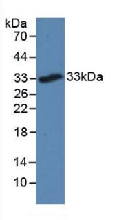 Triggering Receptor Expressed On Myeloid Cells 2 (TREM2) Mouse Polyclonal Antibody