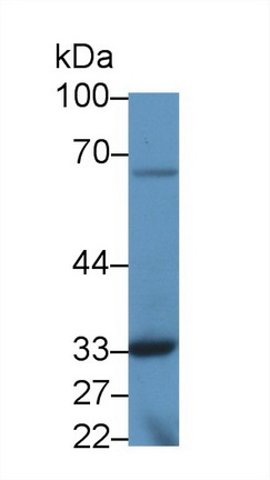 Torsin 3A (TOR3A) Mouse Polyclonal Antibody