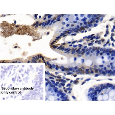 Nucleolar And Coiled Body Phosphoprotein 1 (NOLC1) Human Polyclonal Antibody