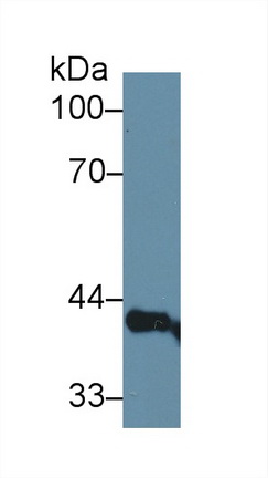 Lens Epithelium Derived Growth Factor (LEDGF) Rat Polyclonal Antibody