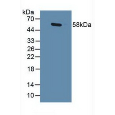 GA Binding Protein Transcription Factor Alpha (GABPa) Human Polyclonal Antibody