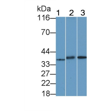 G Protein Coupled Receptor 35 (GPR35) Human Polyclonal Antibody