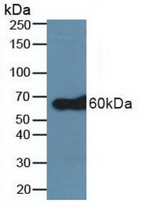 TNF Receptor Associated Factor 6 (TRAF6) Human Polyclonal Antibody