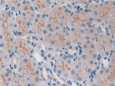 TNF Receptor Associated Factor 6 (TRAF6) Mouse Polyclonal Antibody