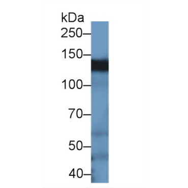 Breast Cancer Anti-Estrogen Resistance 1 (BCAR1) Human Polyclonal Antibody
