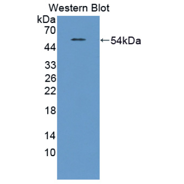 Transcription Termination Factor, RNA polymerase I (TTF1) Human Polyclonal Antibody