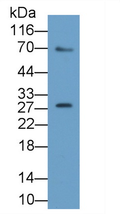 Spermidine/Spermine N1-Acetyltransferase 1 (SAT1) Rat Polyclonal Antibody
