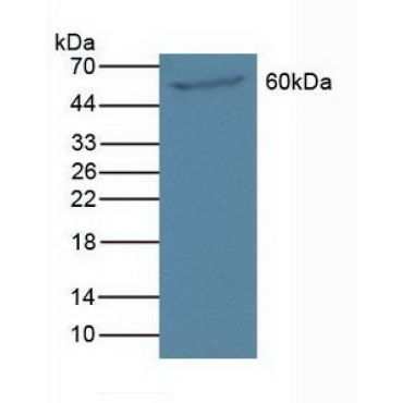 Polyamine Oxidase (PAOX) Mouse Polyclonal Antibody