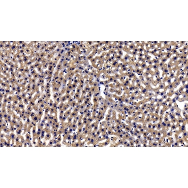 Glycine-N-Methyltransferase (GNMT) Human Polyclonal Antibody