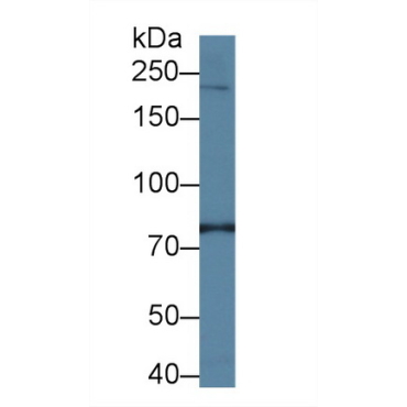 Phosphatidylinositol-4-Kinase Catalytic Alpha (PI4Ka) Human Polyclonal Antibody