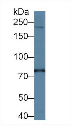 Phosphatidylinositol-4-Kinase Catalytic Alpha (PI4Ka) Human Polyclonal Antibody