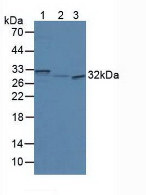 Secretagogin (SCGN) Mouse Polyclonal Antibody
