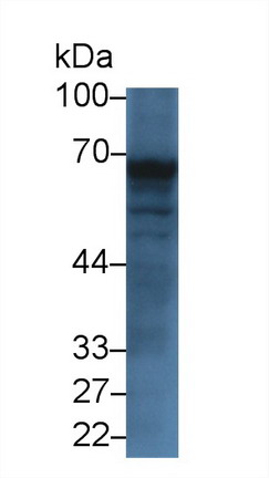 Trehalase (TREH) Human Polyclonal Antibody