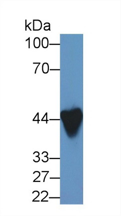Ankyrin Repeat Domain Protein 1 (ANKRD1) Rat Polyclonal Antibody