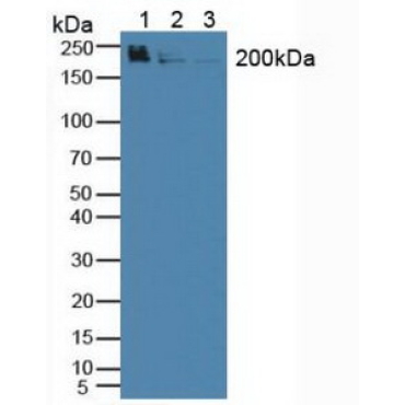 WNK Lysine Deficient Protein Kinase 1 (WNK1) Human Polyclonal Antibody