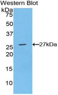 WNT1 Inducible Signaling Pathway Protein 2 (WISP2) Rat Polyclonal Antibody
